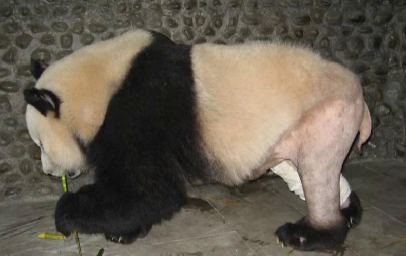 7 Funny Images of a Shaved Bear 