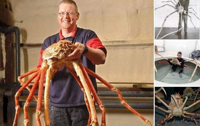 Japanese Spider Crab that are Giant Enough that will not let You Sleep