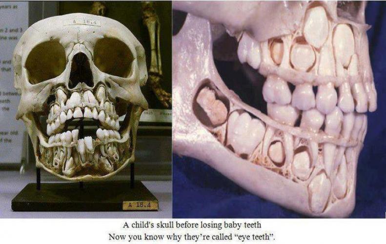 Baby Teeth Skull | Really Horrifying Images of Skull Before Losing Baby Teeth