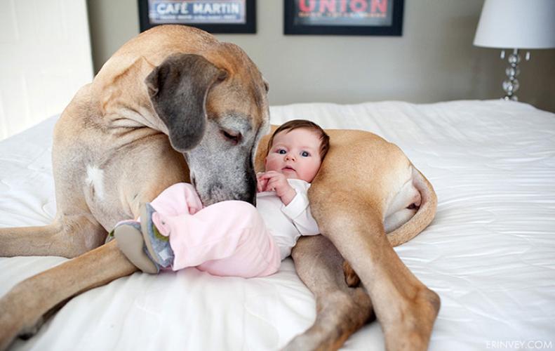 Cute Big Dogs | Adorable Enough to Force You to Adopt them Right Now