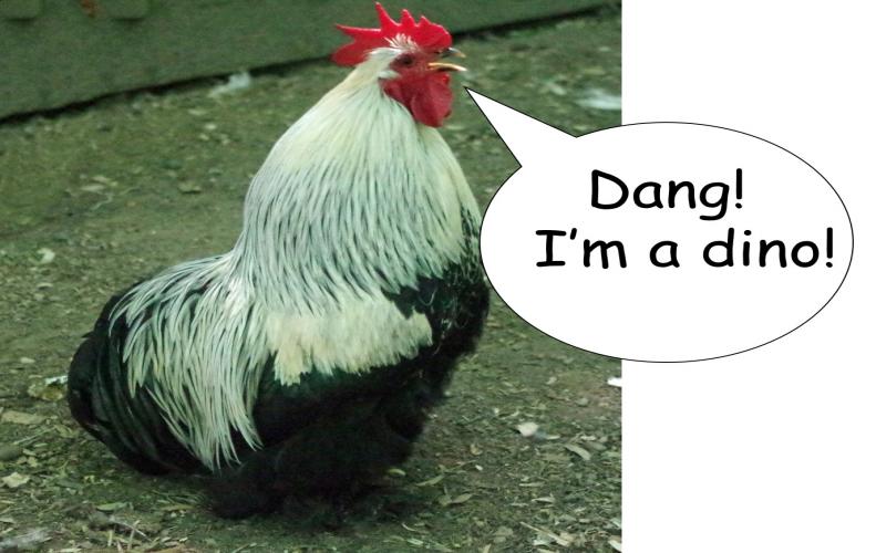Chicken with Dinosaur Face | The Most Unusual Thing You will See Today