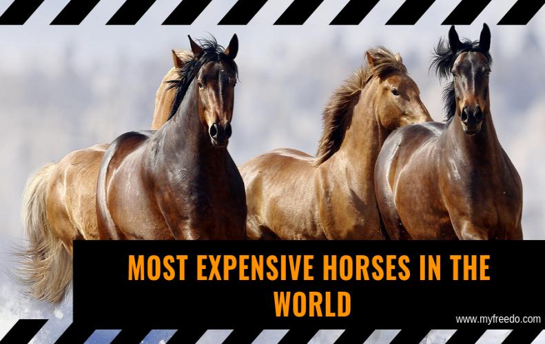 Top Most Expensive Horse in the World