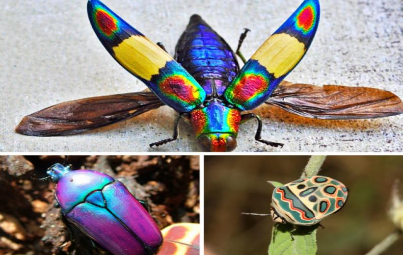 Beautiful Insects from All Over the World | The List of Top 10