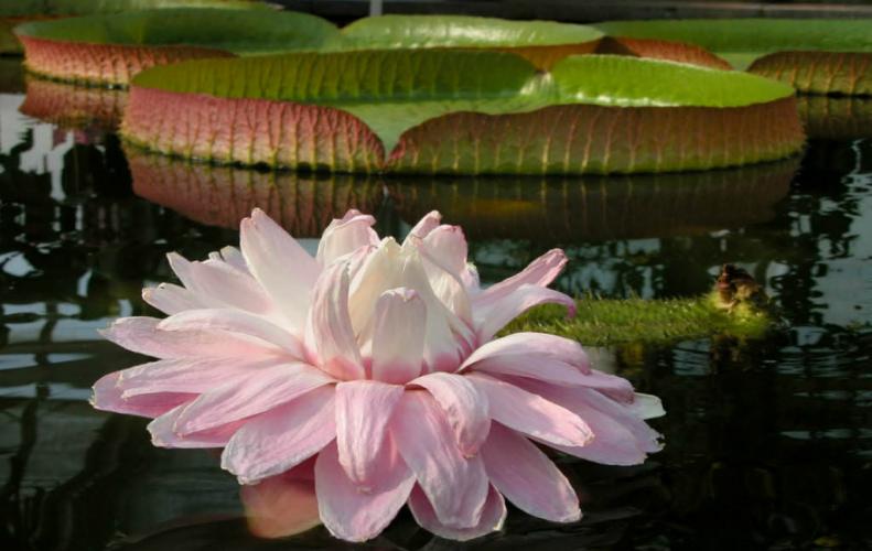 Amazing Aquatic Flowers in the World