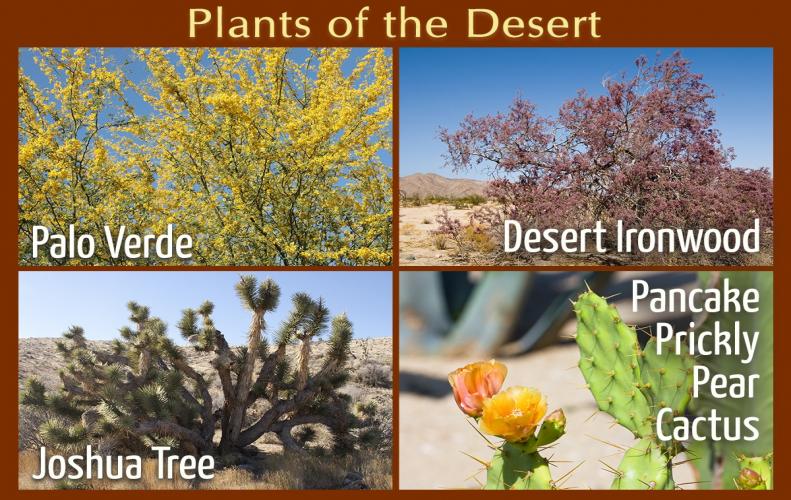 Most Mysterious Desert Plants with Names | The List of Top 9