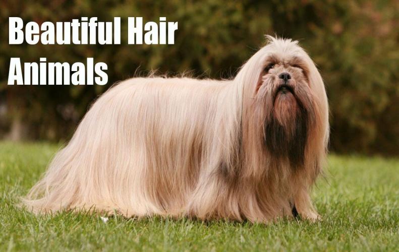 Animals with Long Beautiful Hair | The List of Top 10