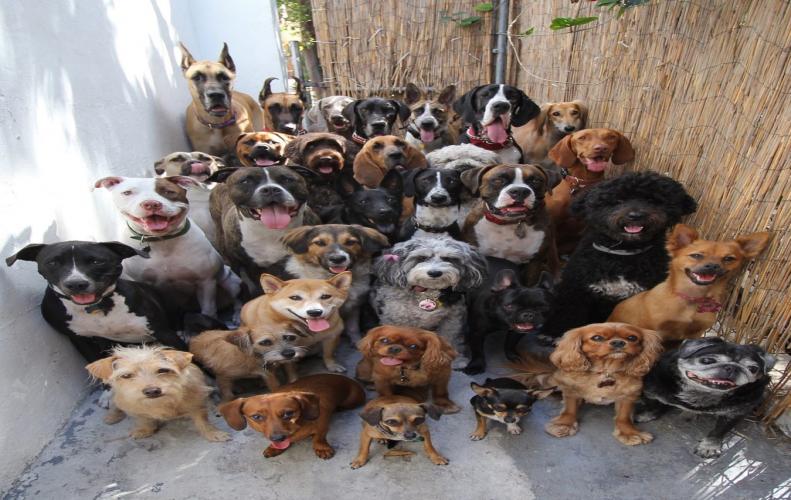 Top 30 Most Beautiful Dog Breeds on Earth