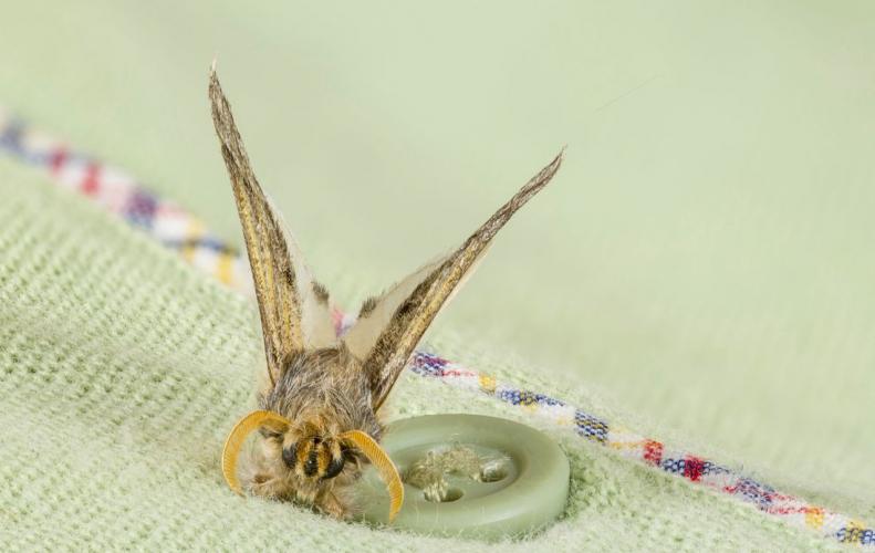 10 Best Tricks to Get Rid of Moths Naturally