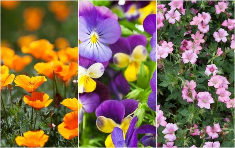Most Fragrant Flowers in the World | The List of Top 10