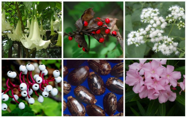 Most Poisonous Plants in the World | The List of Top 10