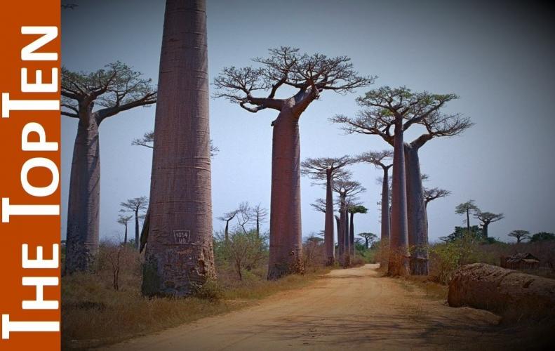Most Popular Trees in the World | The List of Top 10