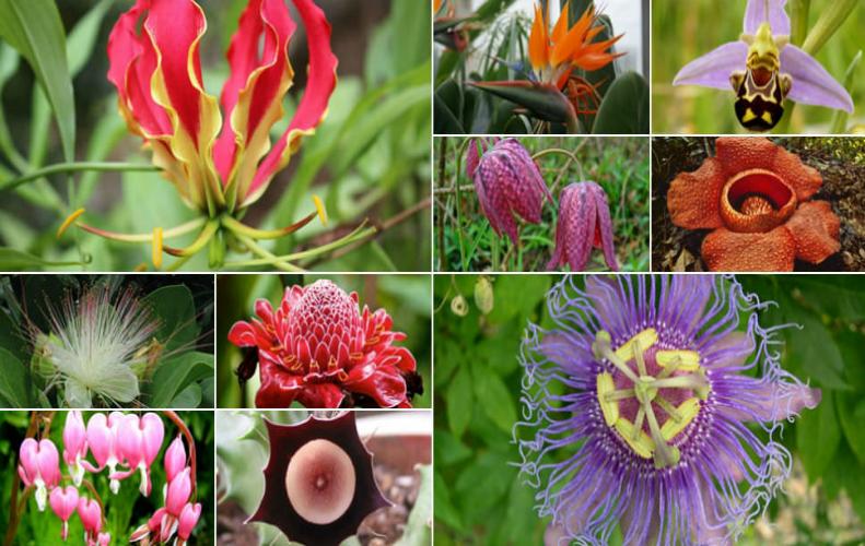 Most Unique and Unusual Flowers in the World | The List of Top 10