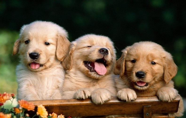 Most Hilarious Dog Breeds in the World | The List of Top 10