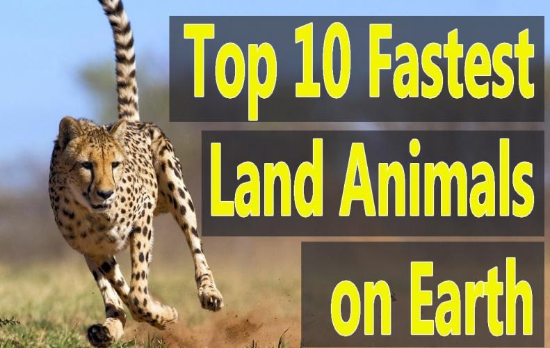 Fastest Land Animals In The World | The List of Top 10