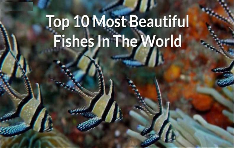 Most Beautiful Fishes In The World | The List of Top 10