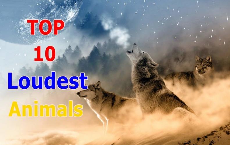 Loudest Animals in the World | The List of Top 10