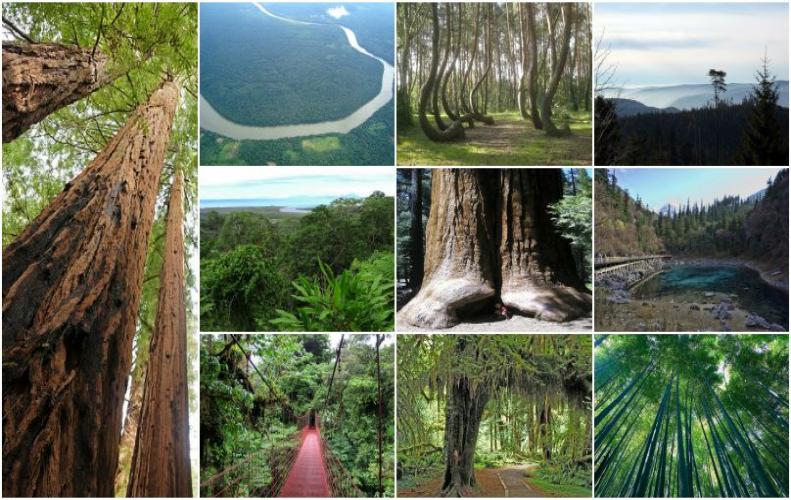 Most Beautiful Forests in the World | The List of Top 10